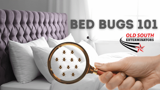 Bed Bugs 101 graphic